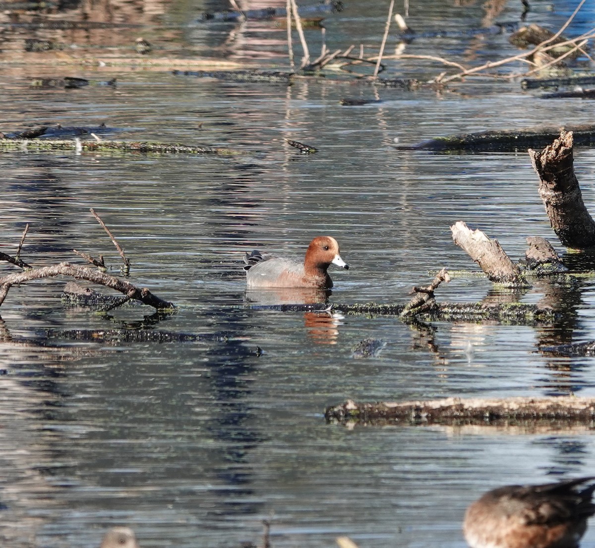 Eurasian Wigeon - ML646216122