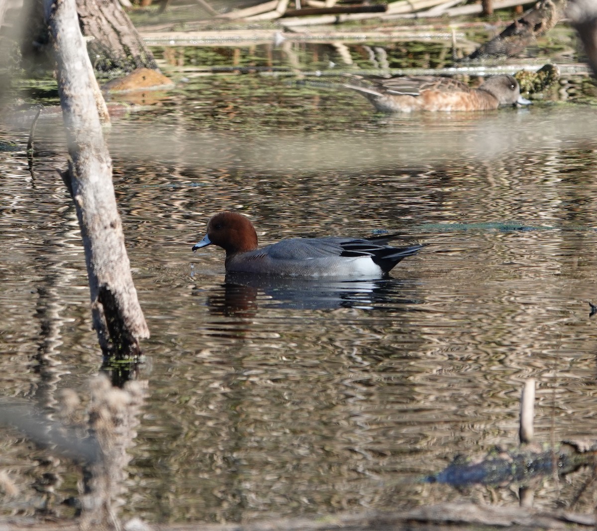 Eurasian Wigeon - ML646216123