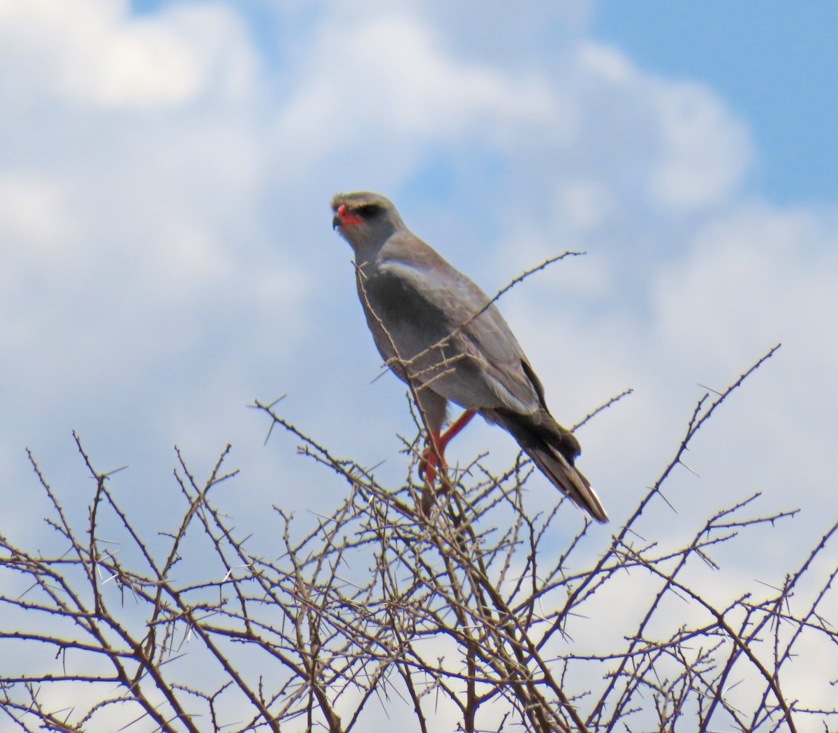 Dark Chanting-Goshawk - ML646216124