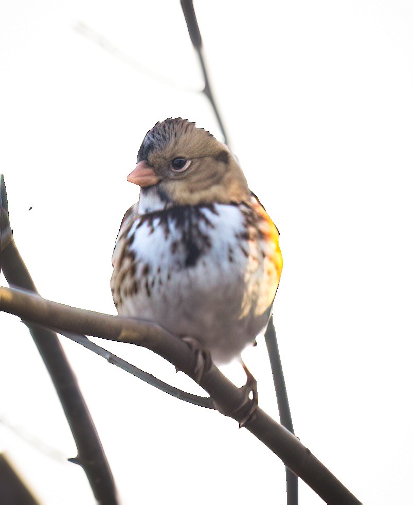 Bruant à face noire - ML646216129