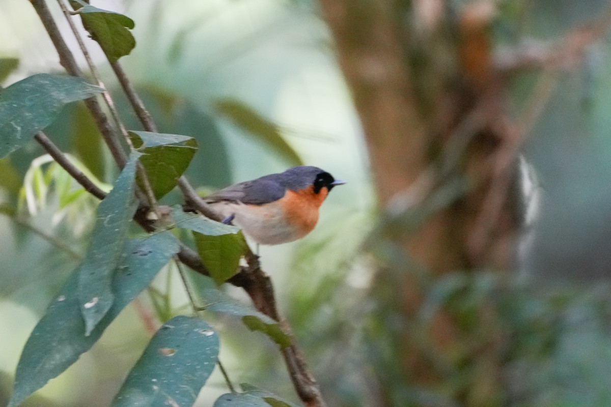 Australian Spectacled Monarch - ML646216130