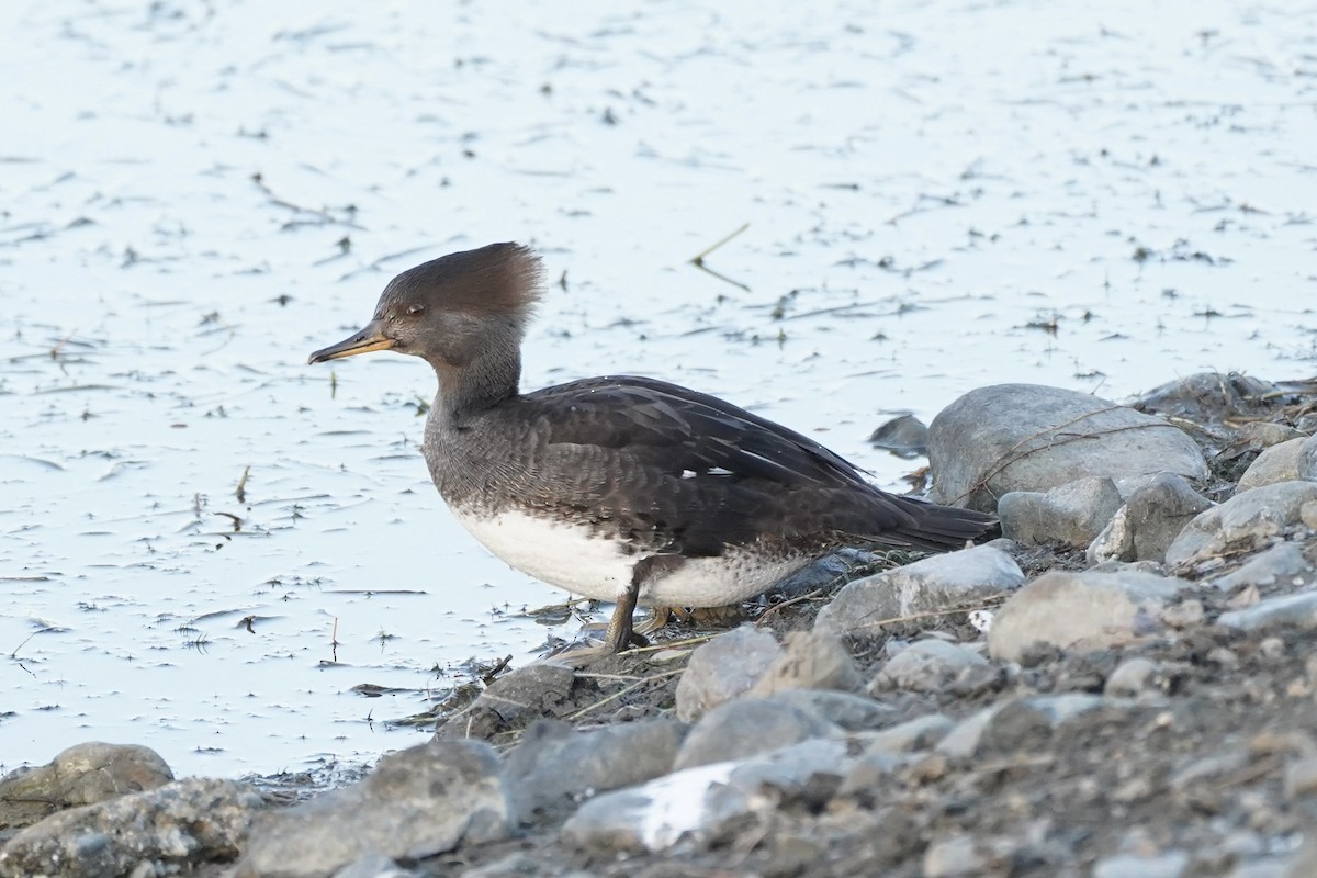 Hooded Merganser - ML646216131