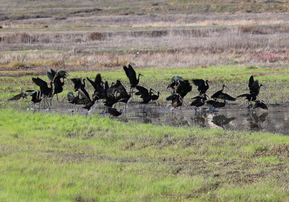 White-faced Ibis - ML646216132