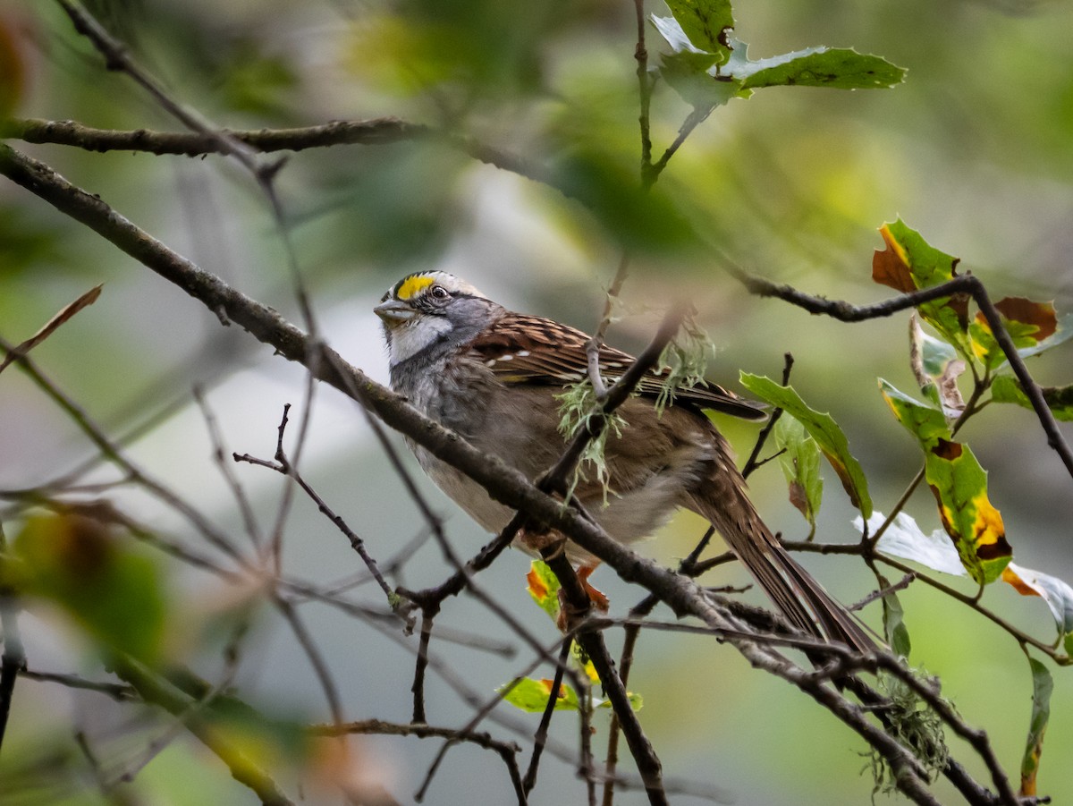 Weißkehlammer - ML646216133