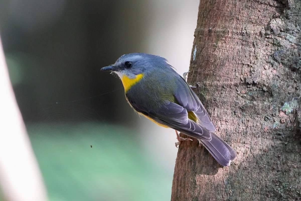 Eastern Yellow Robin - ML646216134
