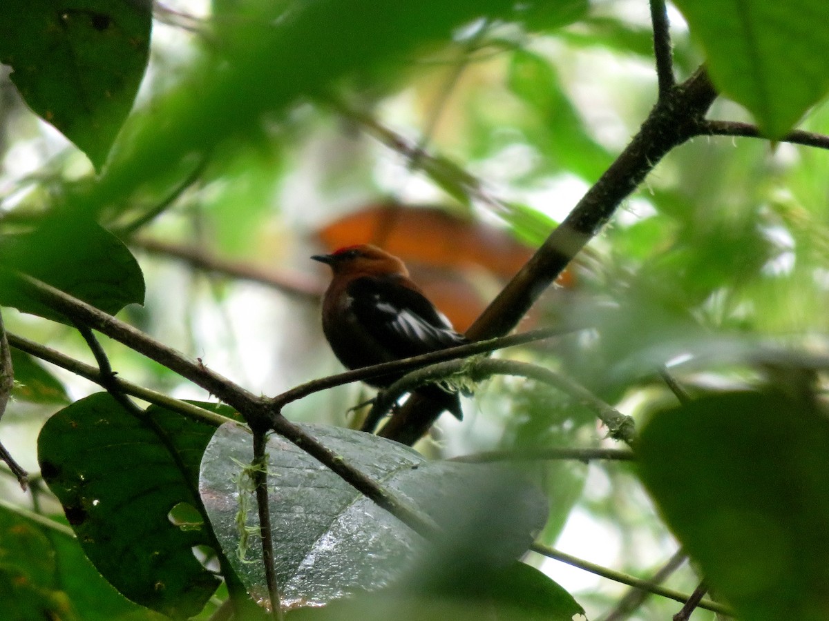 Club-winged Manakin - ML646216135