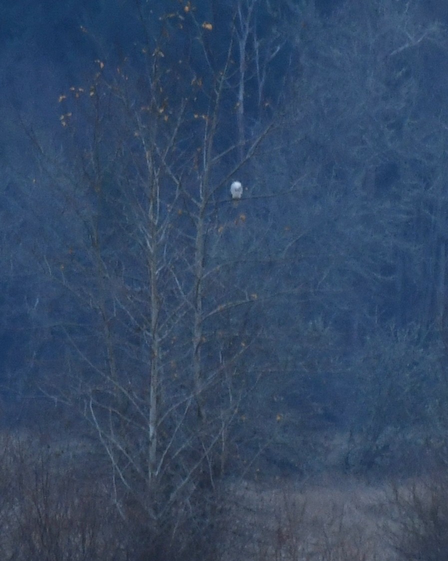 Accipitridae, unbestimmt - ML646216137