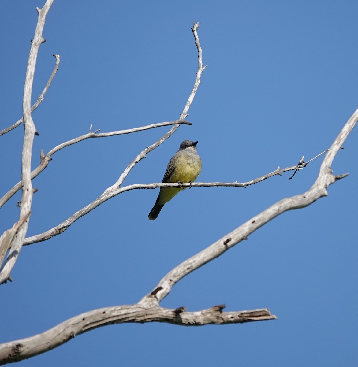 Cassinkönigstyrann - ML646216138