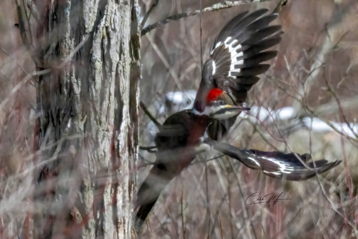 Helmspecht - ML646216140