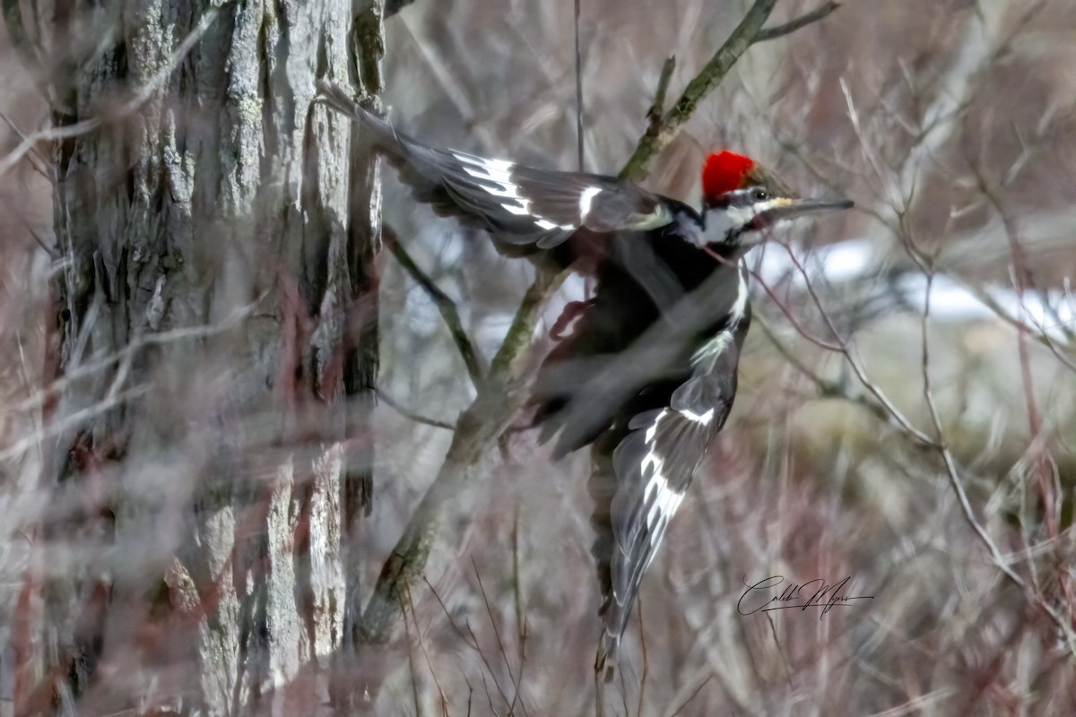 Helmspecht - ML646216141