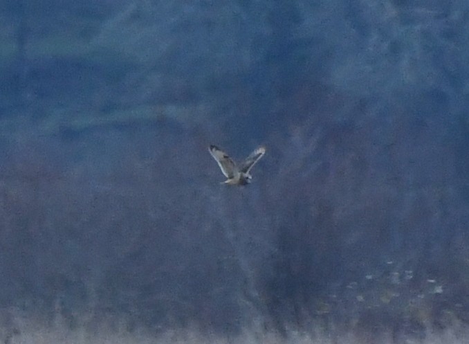 Short-eared Owl - ML646216142