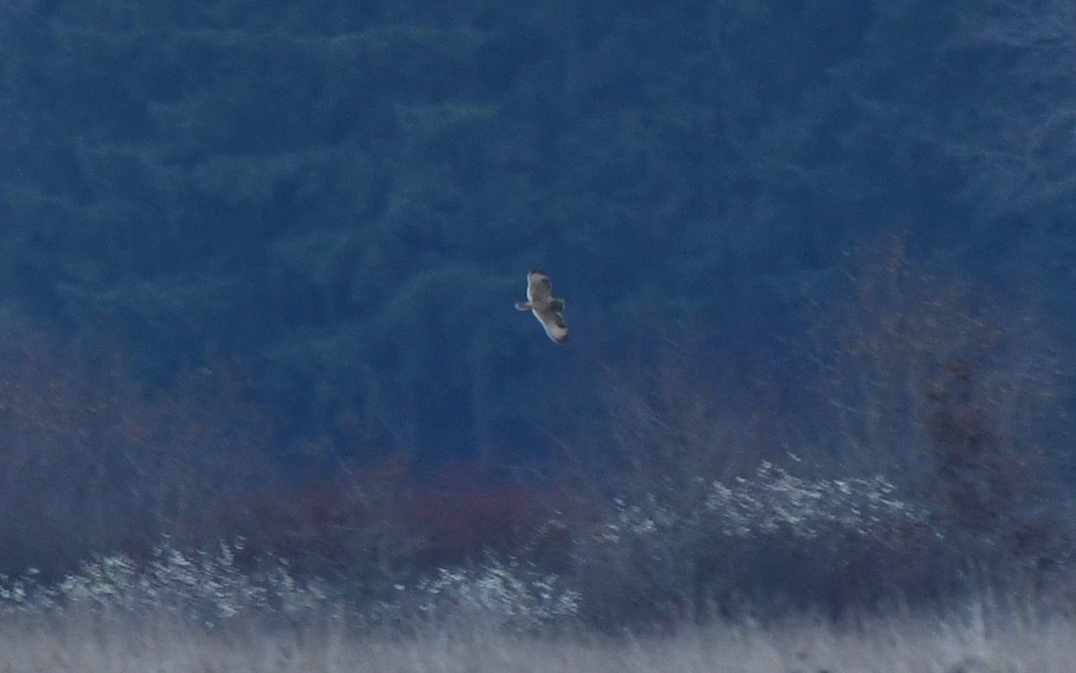 Short-eared Owl - ML646216143