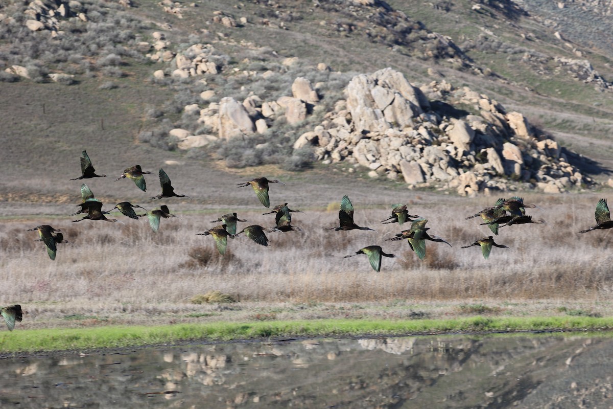 Brillensichler - ML646216144