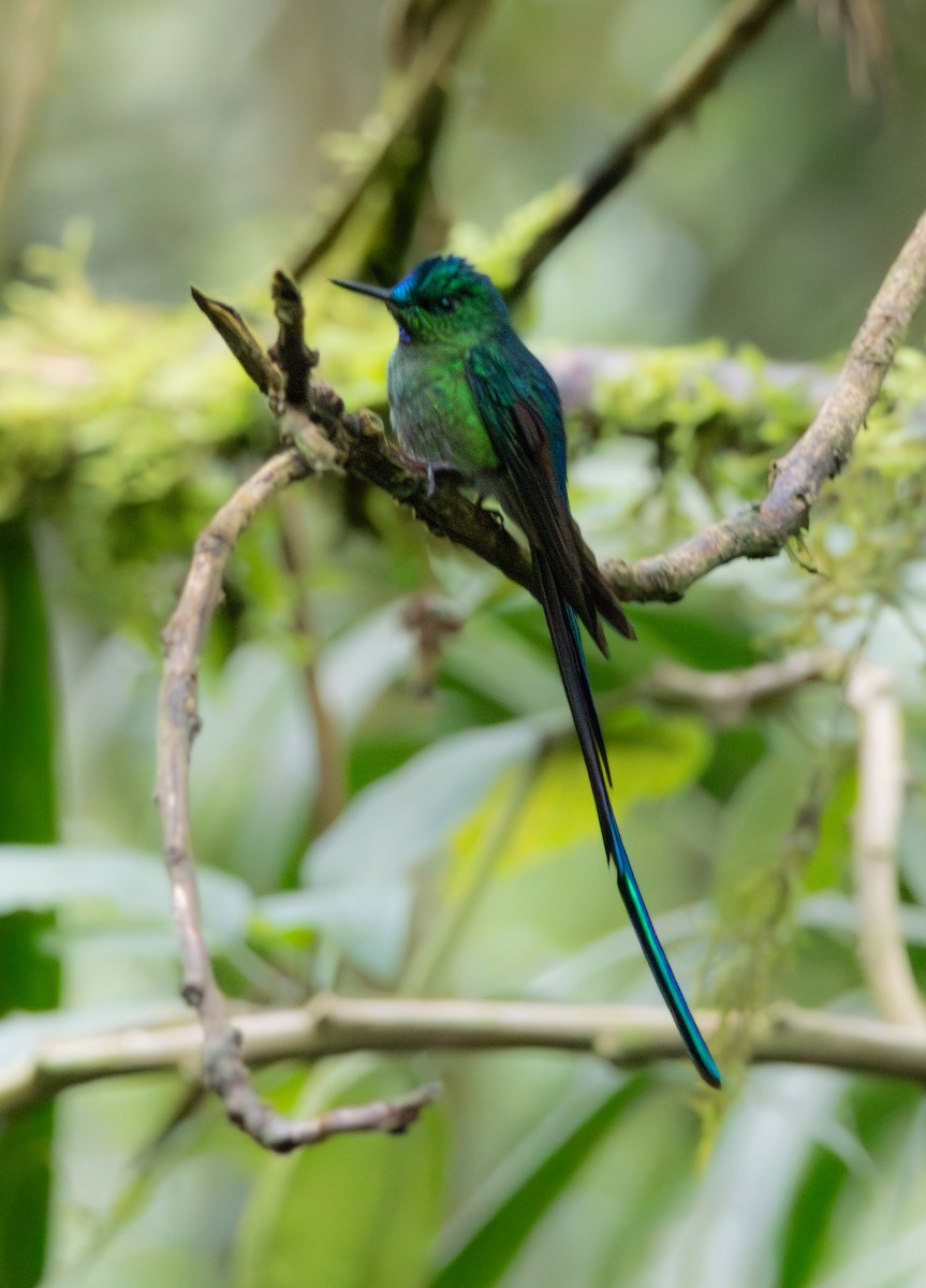 Himmelssylphe - ML646216150