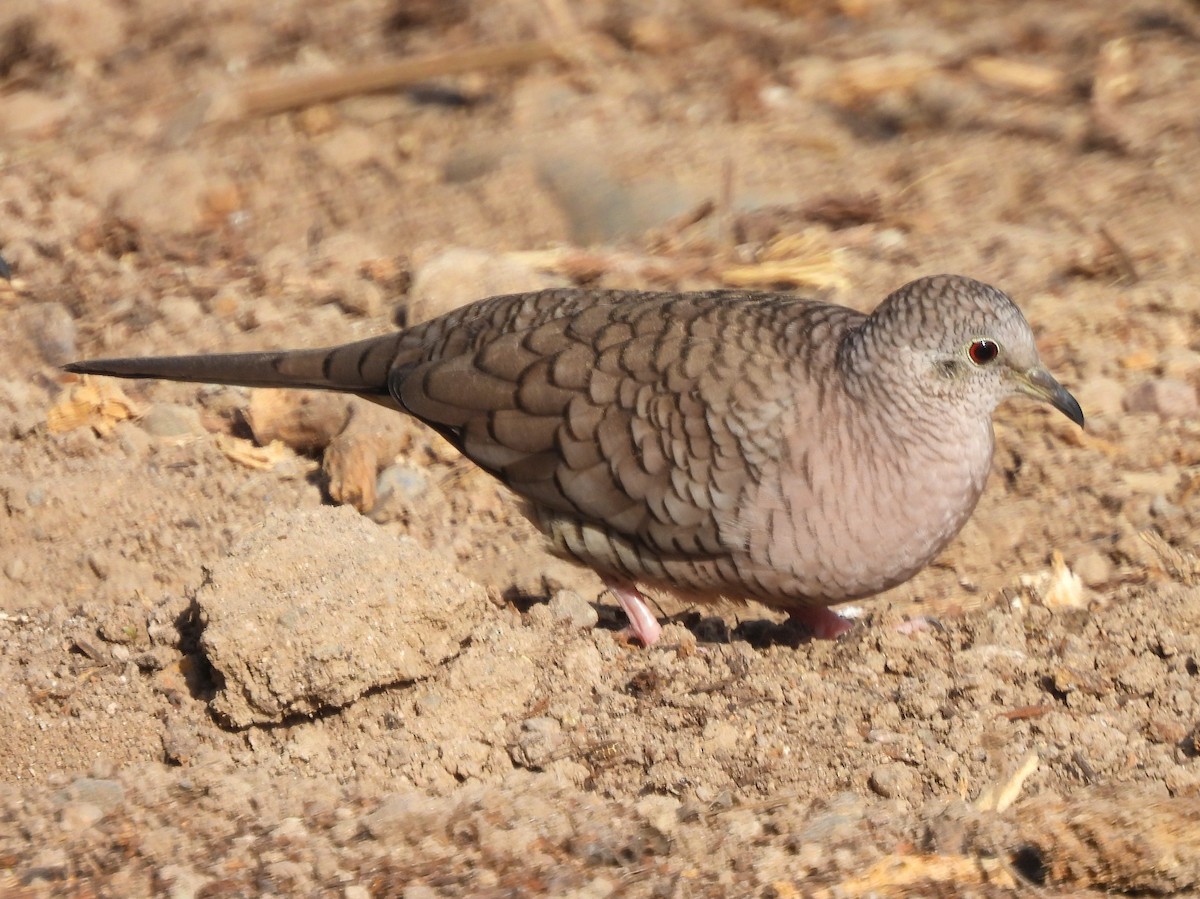 Inkatäubchen - ML646216151