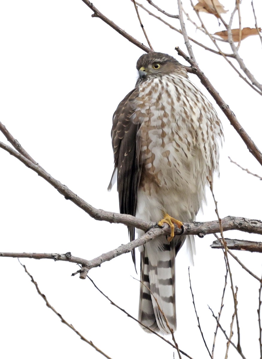 Eckschwanzsperber - ML646216152