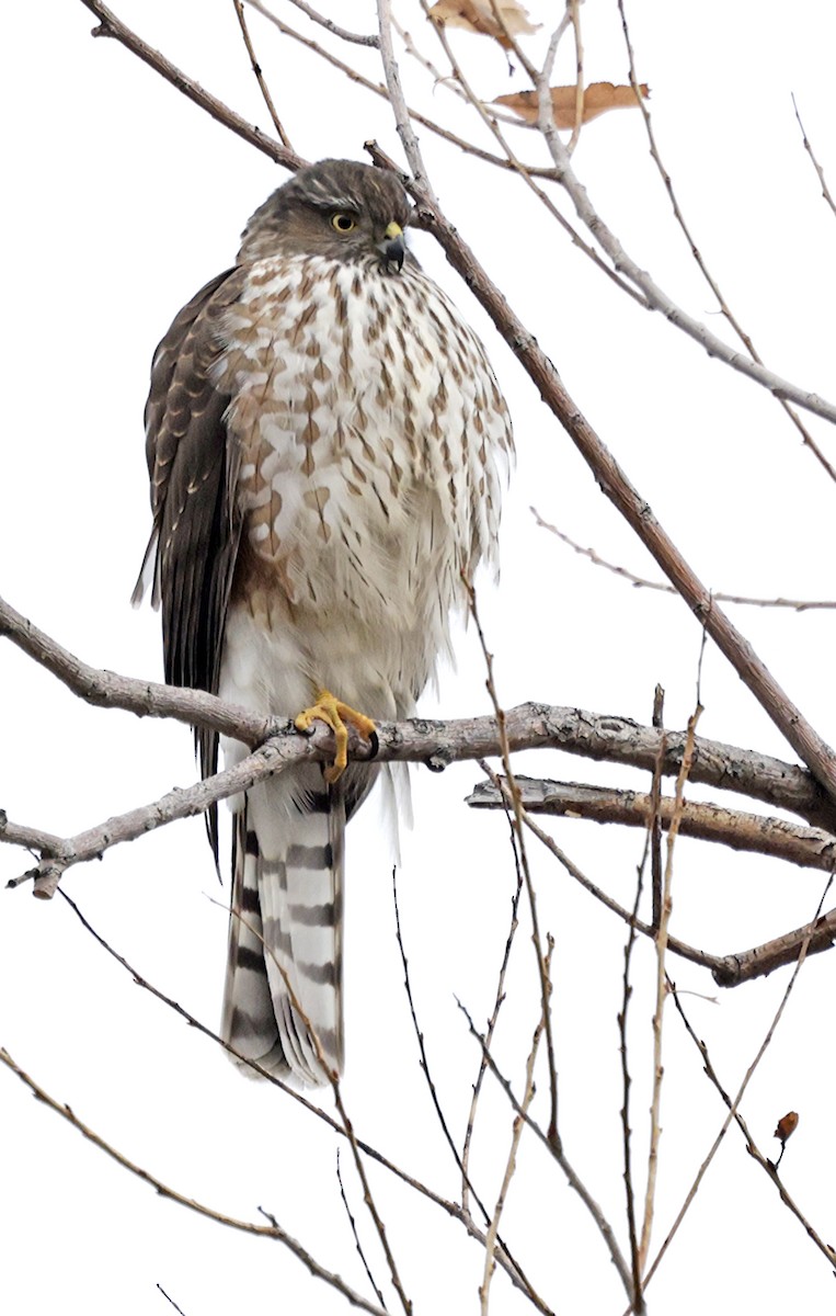 Eckschwanzsperber - ML646216153