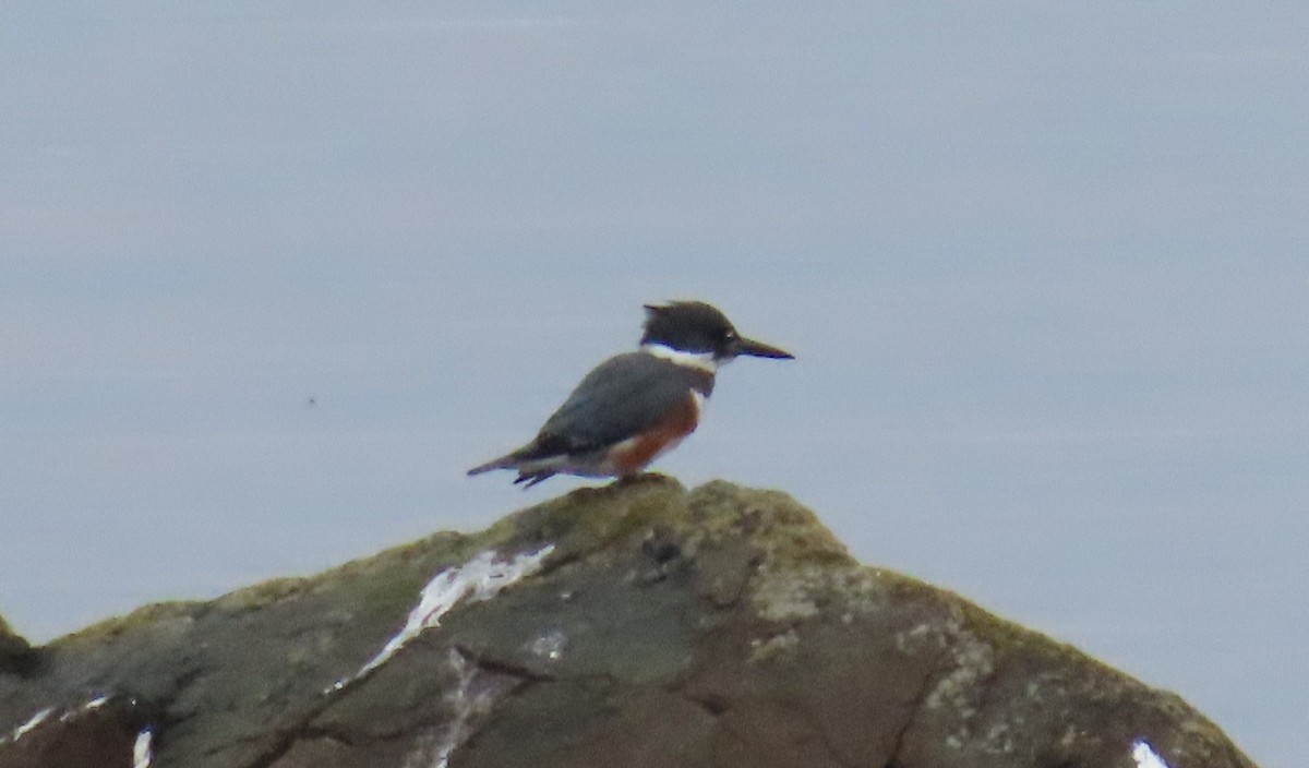 Gürtelfischer - ML646216154