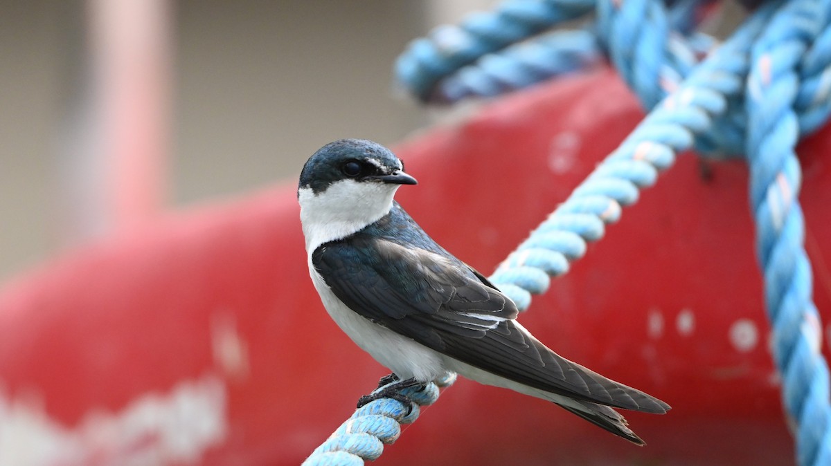 Mangroveschwalbe - ML646216158