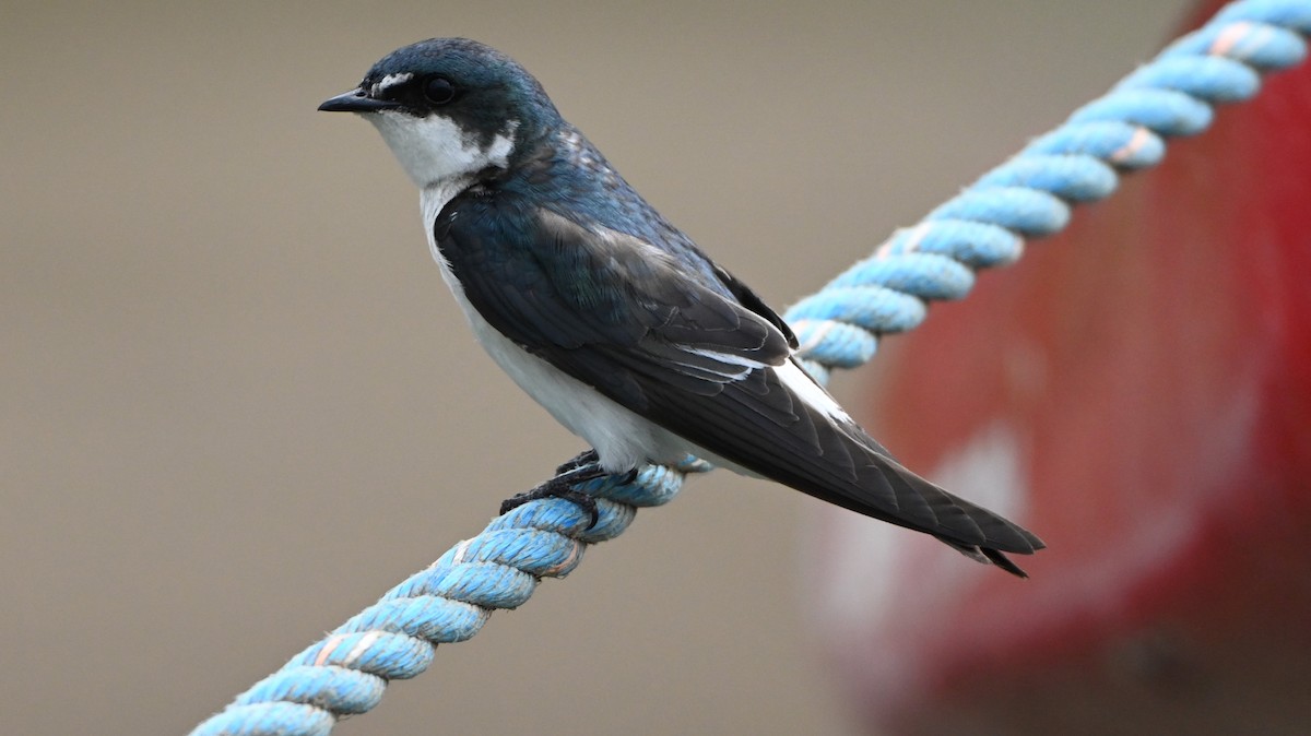 Mangroveschwalbe - ML646216159