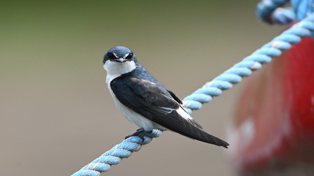 Mangroveschwalbe - ML646216160