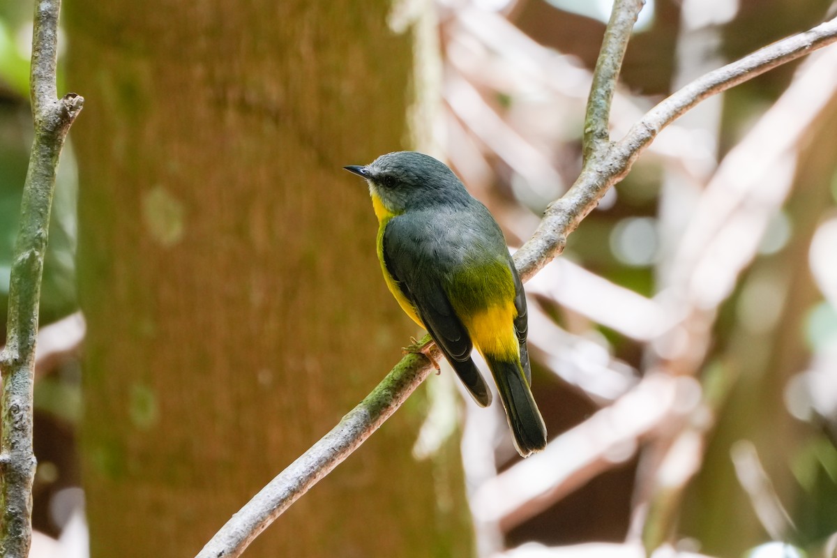 Goldbauchschnäpper - ML646216161