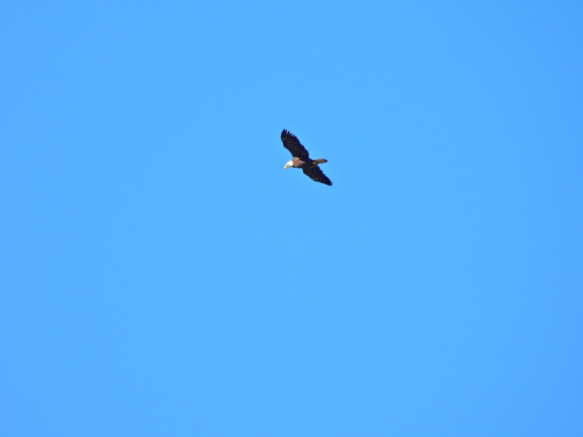 Weißkopf-Seeadler - ML646216164