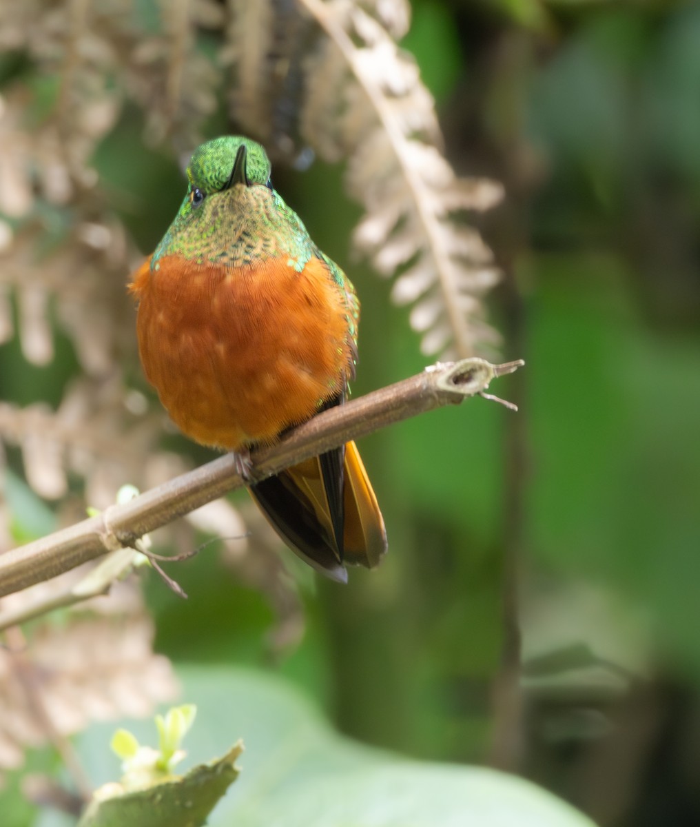 Rotbauchkolibri - ML646216166