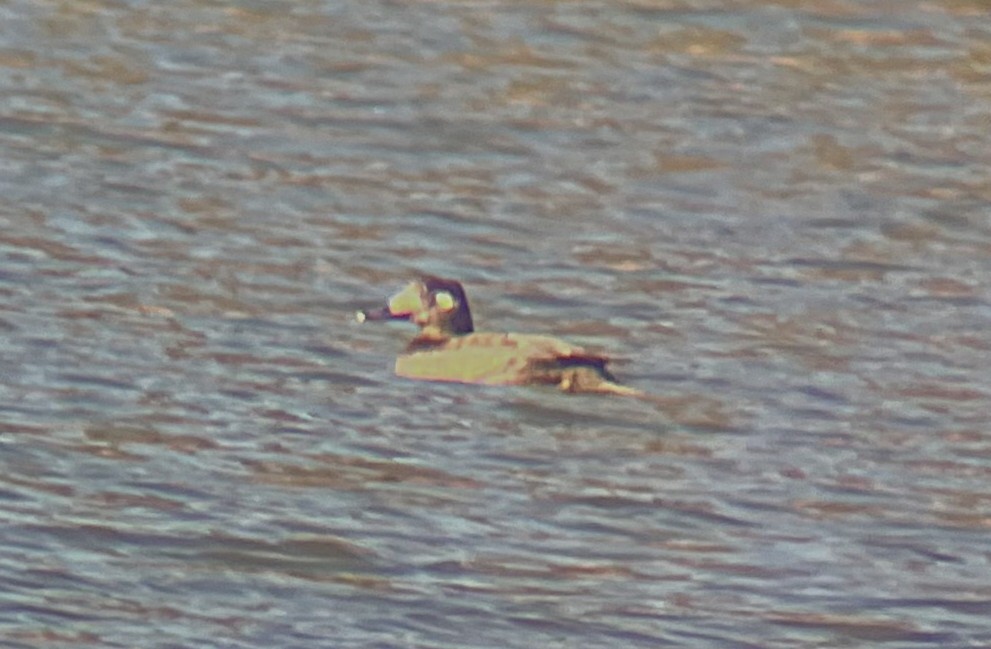 White-winged Scoter - ML646216167