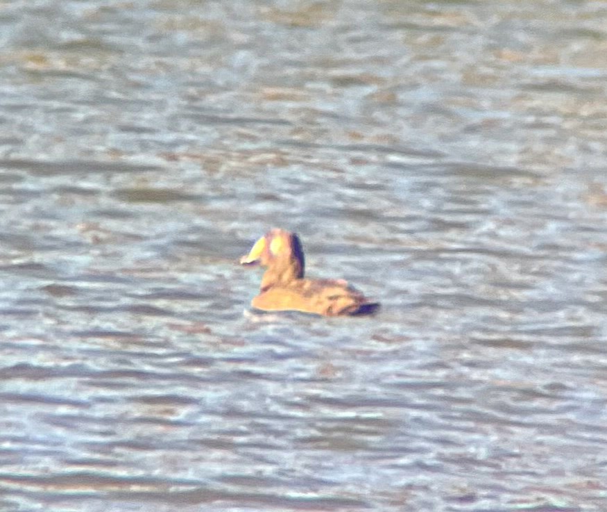 White-winged Scoter - ML646216168
