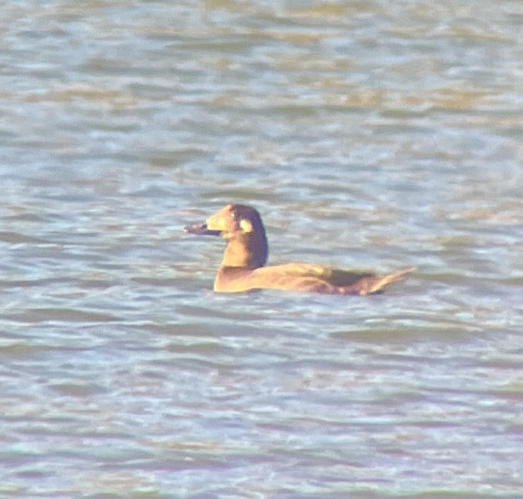 White-winged Scoter - ML646216169