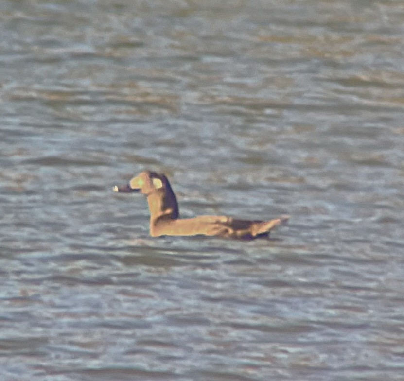 White-winged Scoter - ML646216170