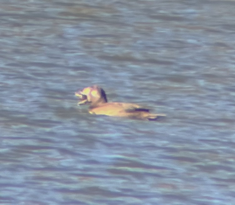White-winged Scoter - ML646216171