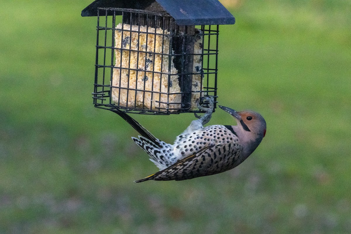 Goldspecht - ML646216172