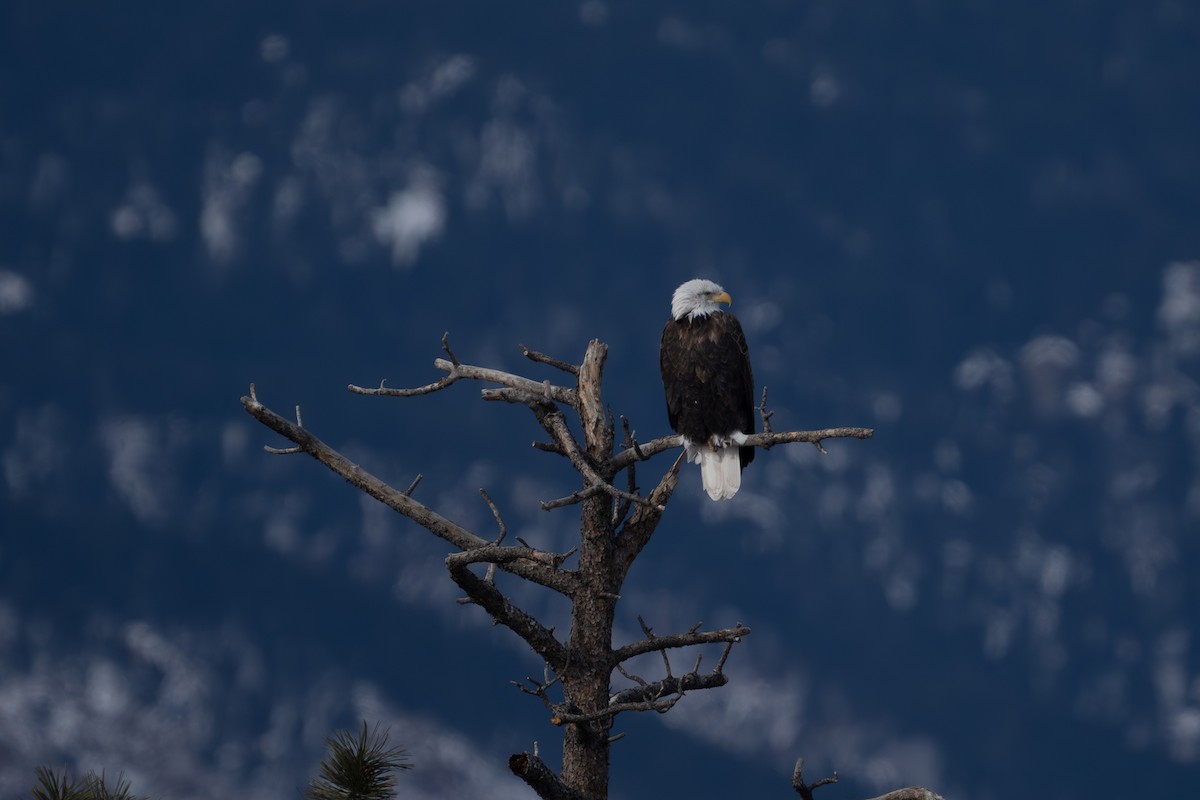 Weißkopf-Seeadler - ML646216173