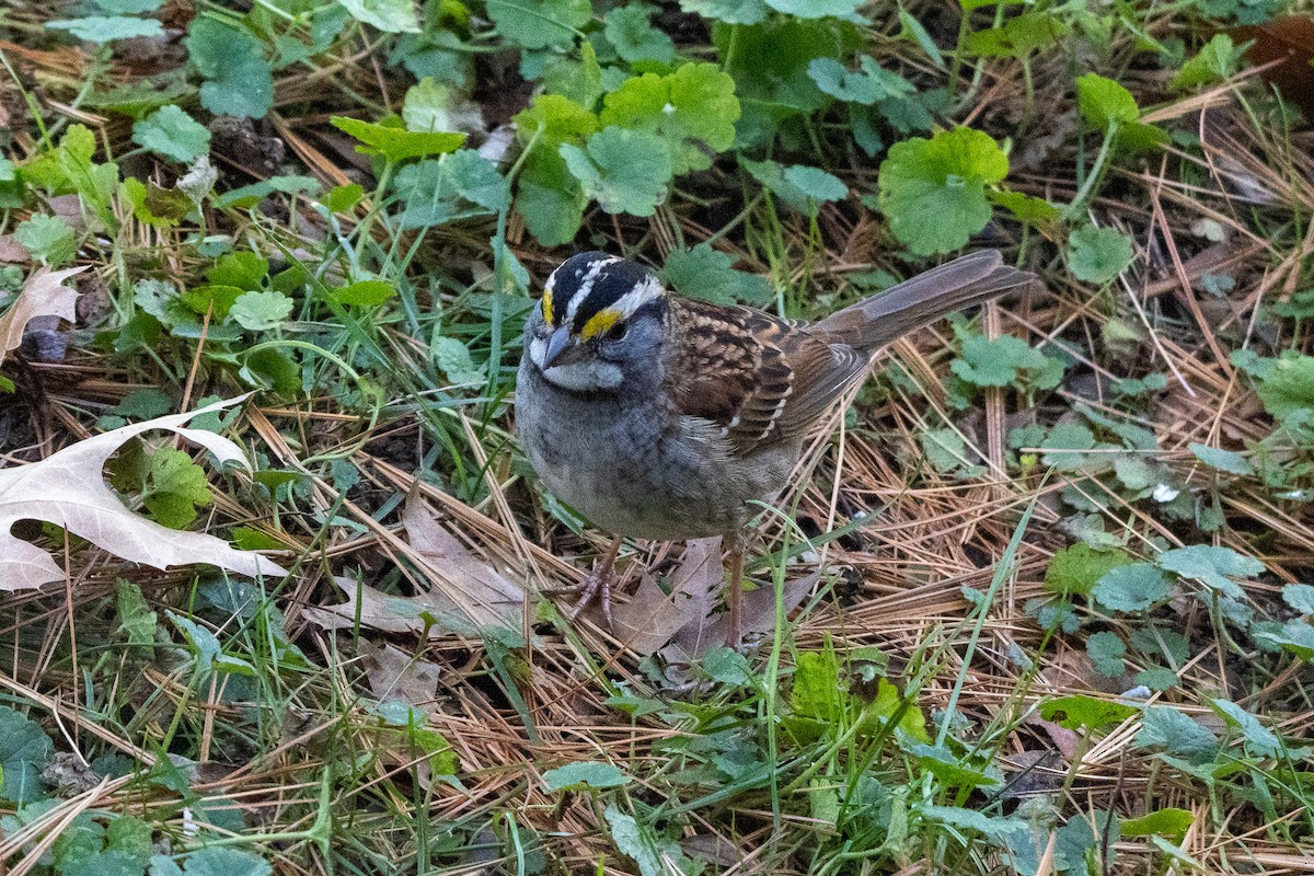 Weißkehlammer - ML646216175