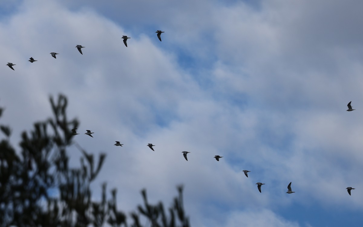 Ringschnabelmöwe - ML646216176