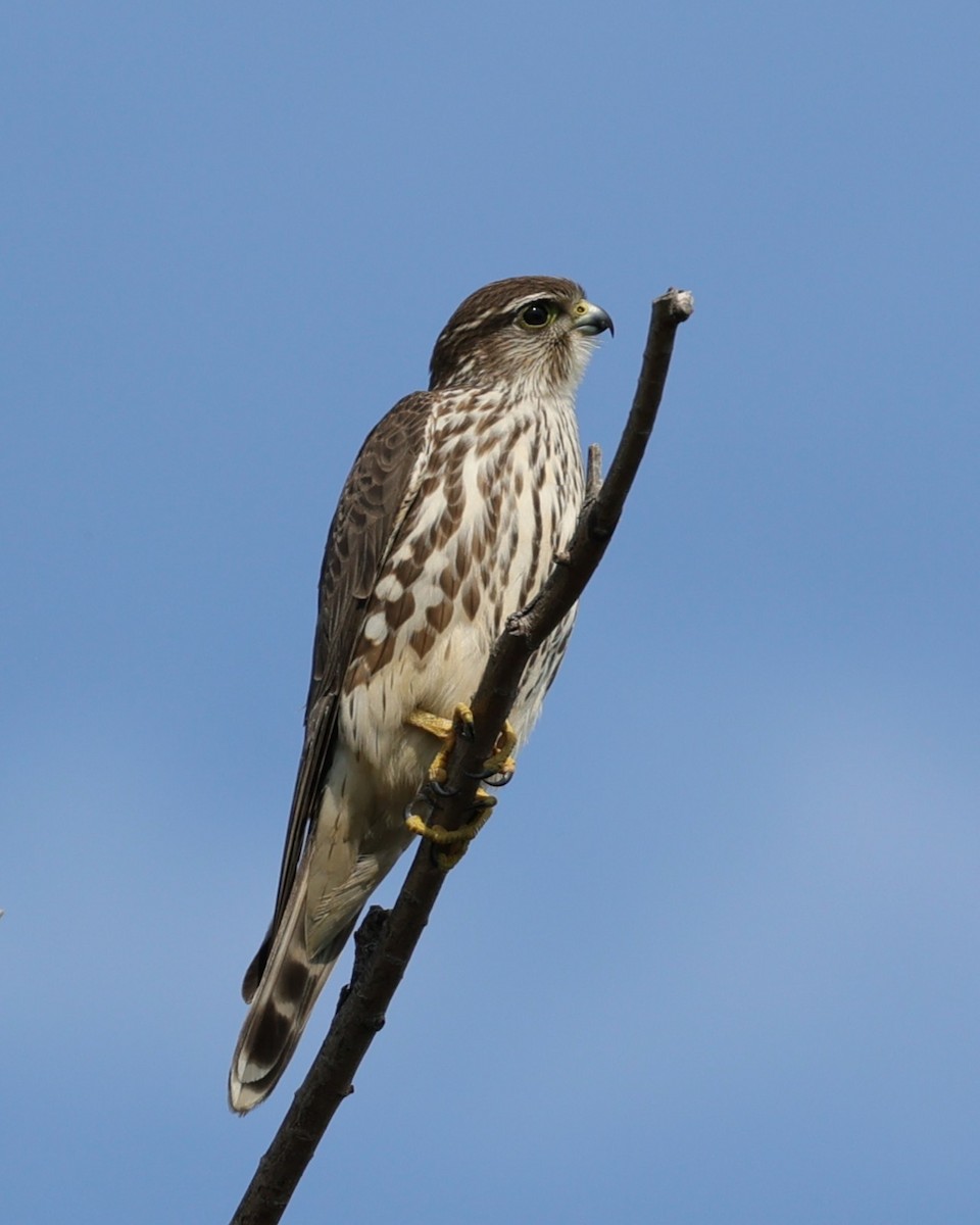 Merlin - ML646216185