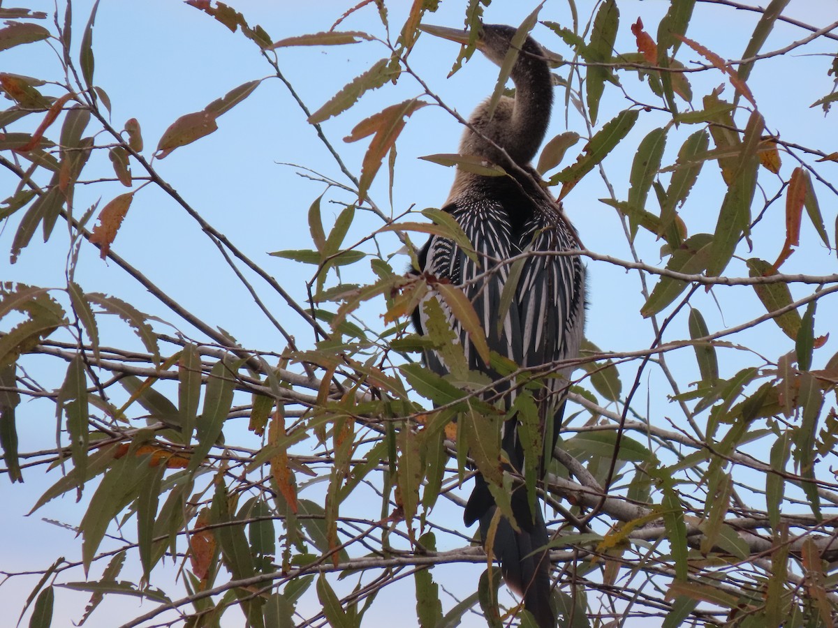 Amerika-Schlangenhalsvogel - ML646216187