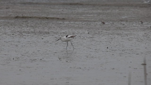 Чоботар американський - ML646216188