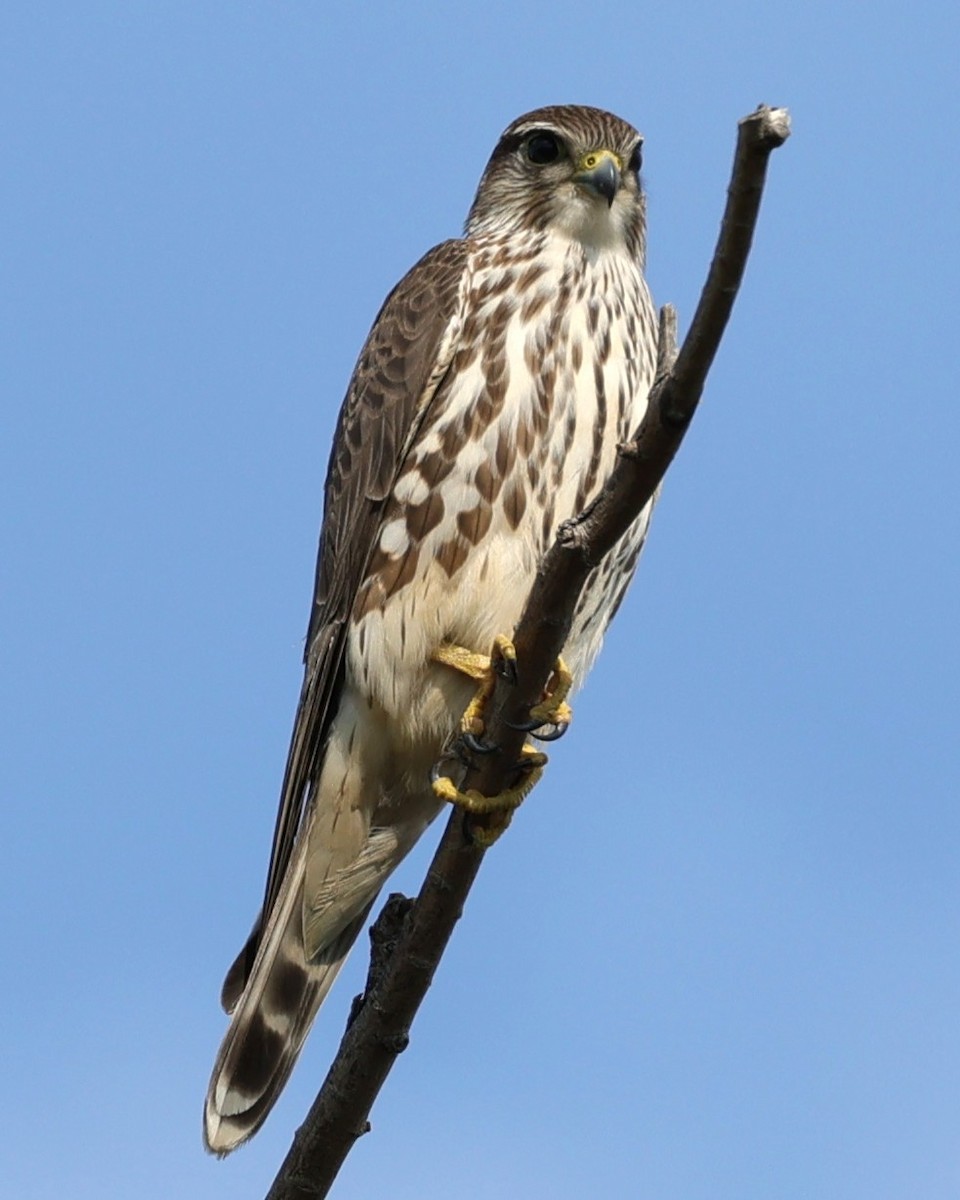 Merlin - ML646216189