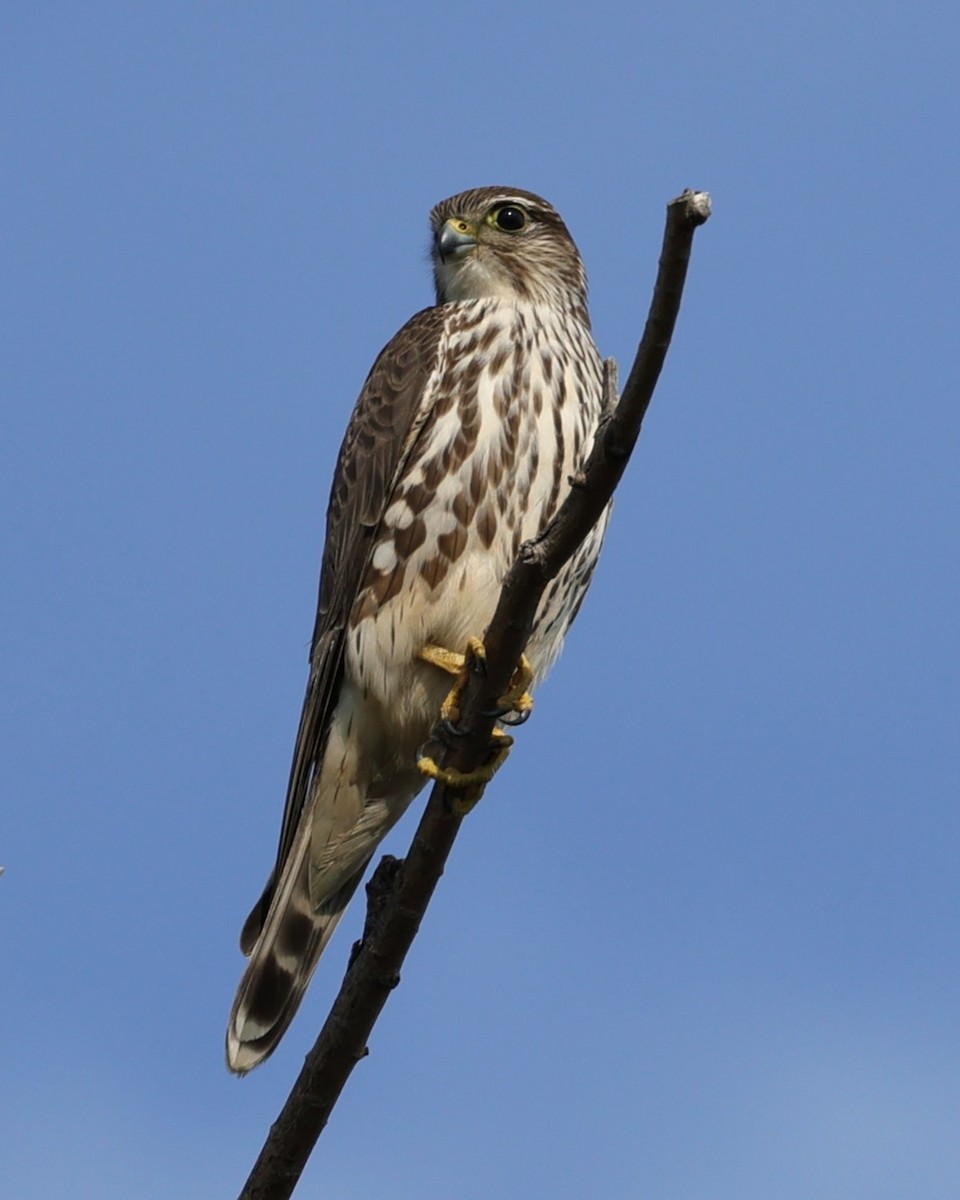 Merlin - ML646216193