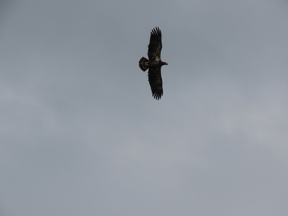 orel bělohlavý - ML646216194