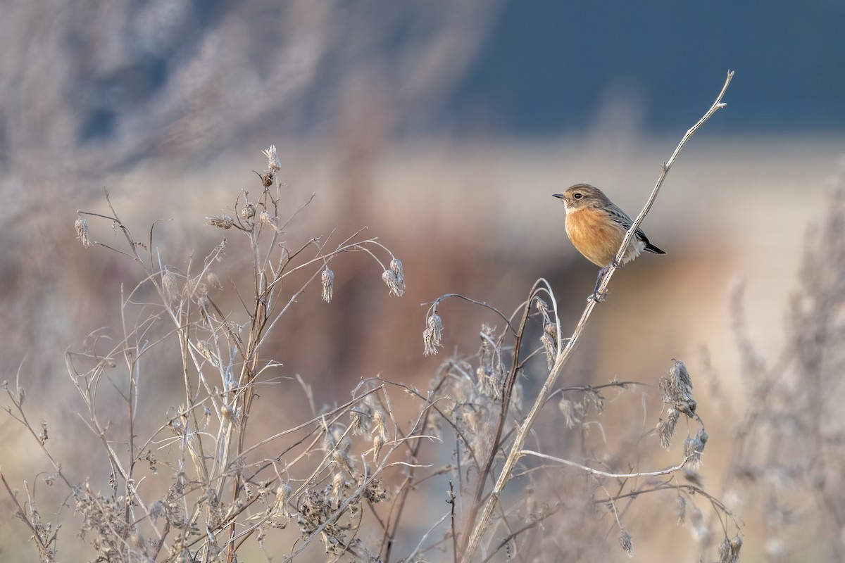 European Stonechat - ML646216196