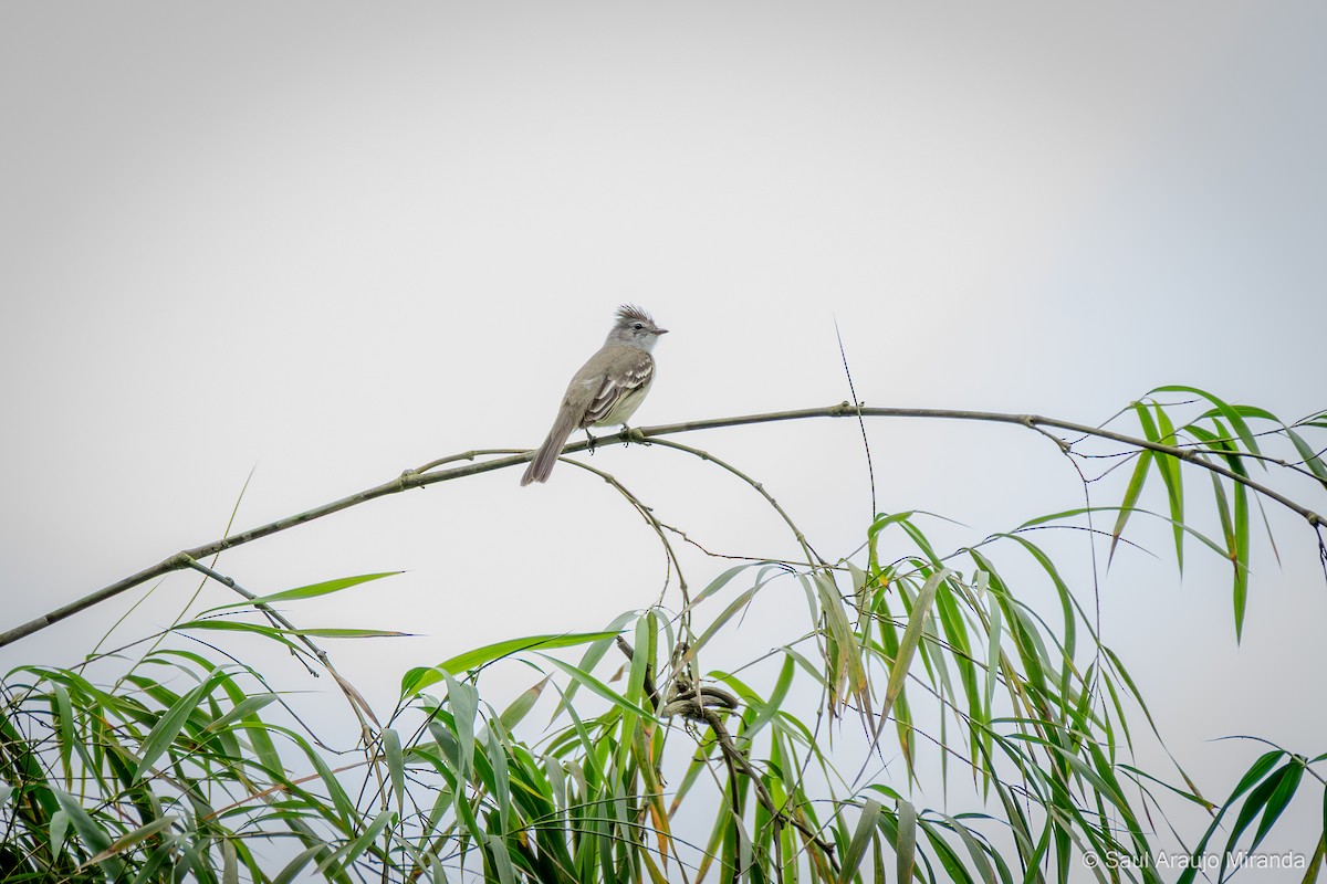 Желтобрюхая эления - ML646216197