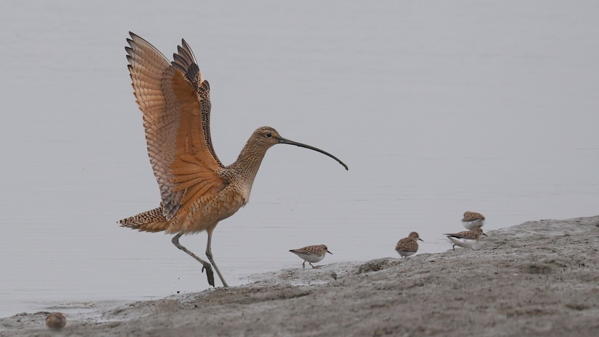 Кульон американський - ML646216199