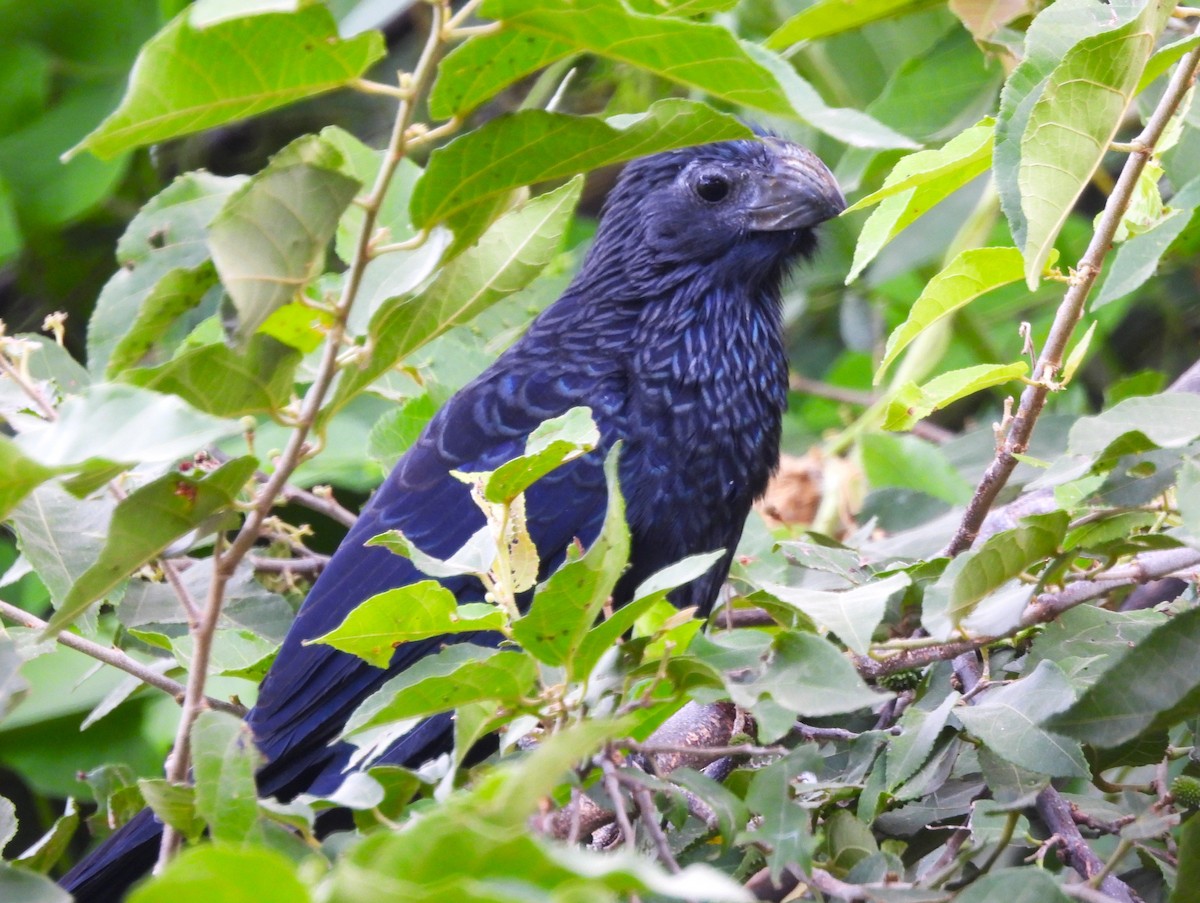 Groove-billed Ani - ML646216200