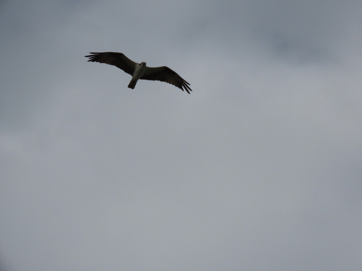 orlovec říční - ML646216203