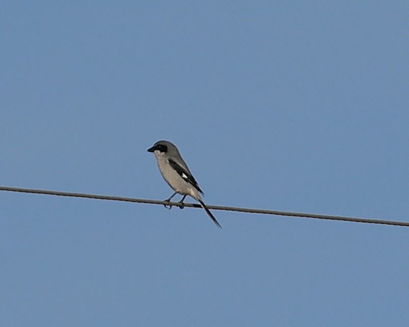 Loggerhead Shrike - ML646216211