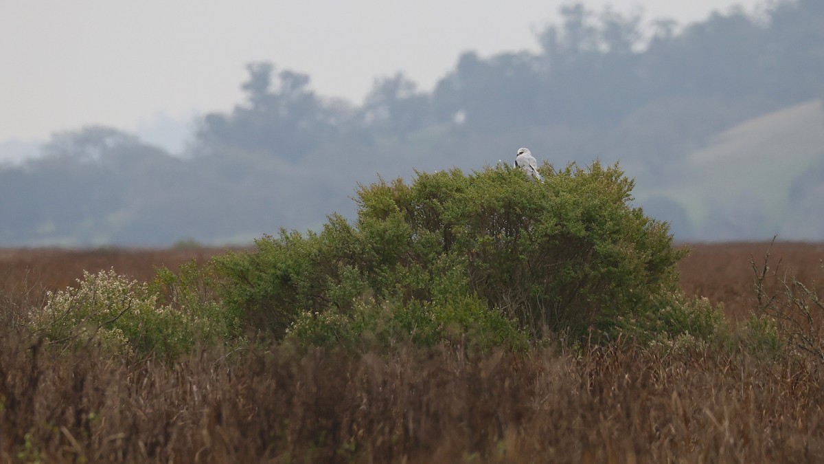 White-tailed Kite - ML646216212